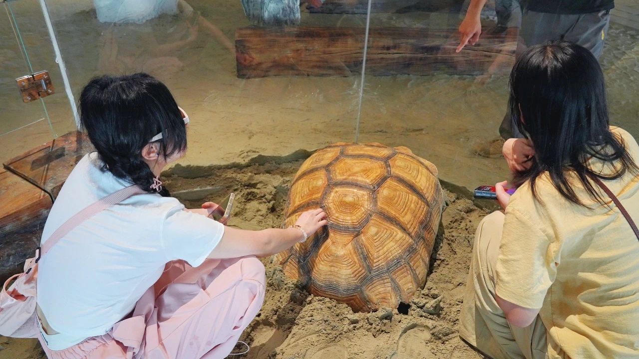 冰境龟.jpg